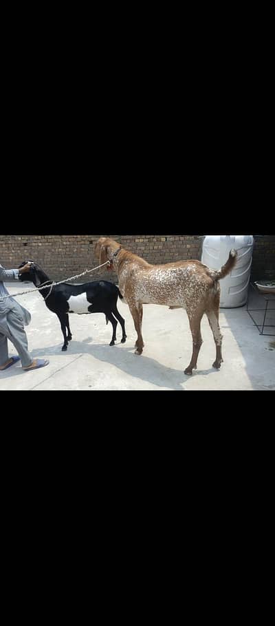 Amritsar beetle bakri for sale