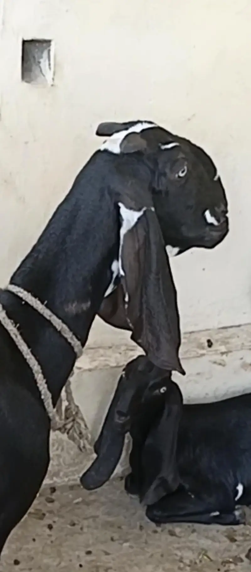 Amritsar beetle bakri for sale — photo 2