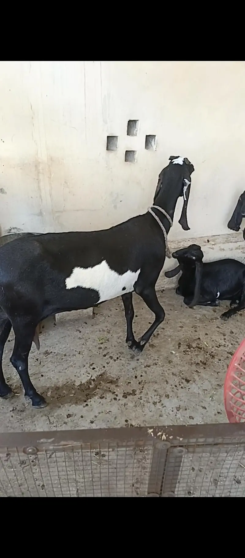 Amritsar beetle bakri for sale — photo 3