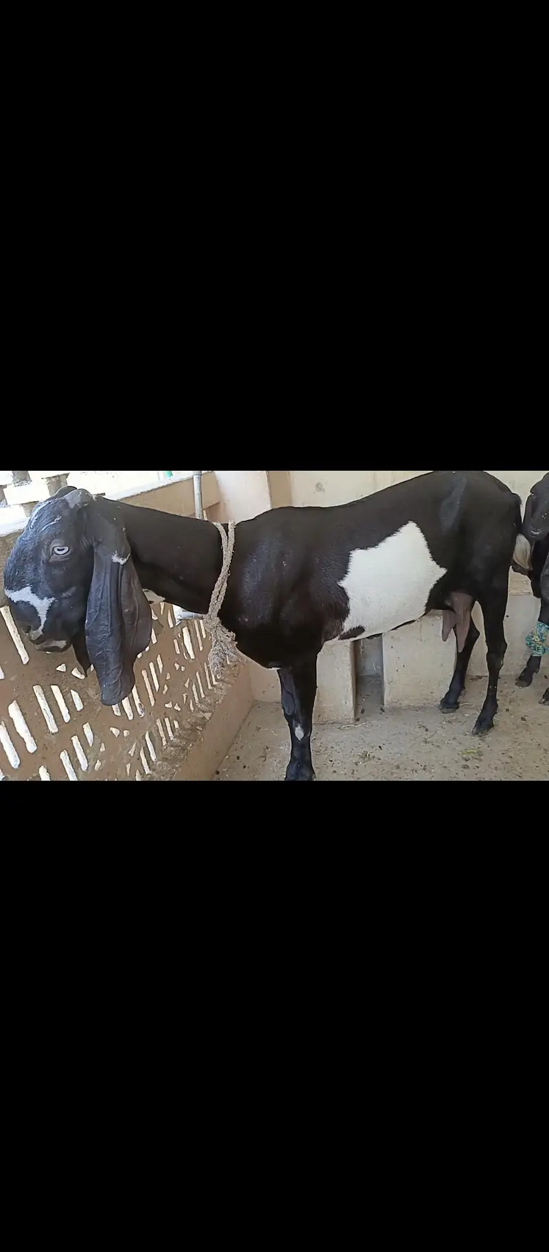Amritsar beetle bakri for sale — photo 4