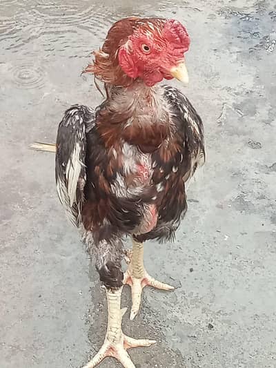 1 Aseel mianwali murga+1 Aseel mianwali murgi+2 Aseel shamo phatiyan.