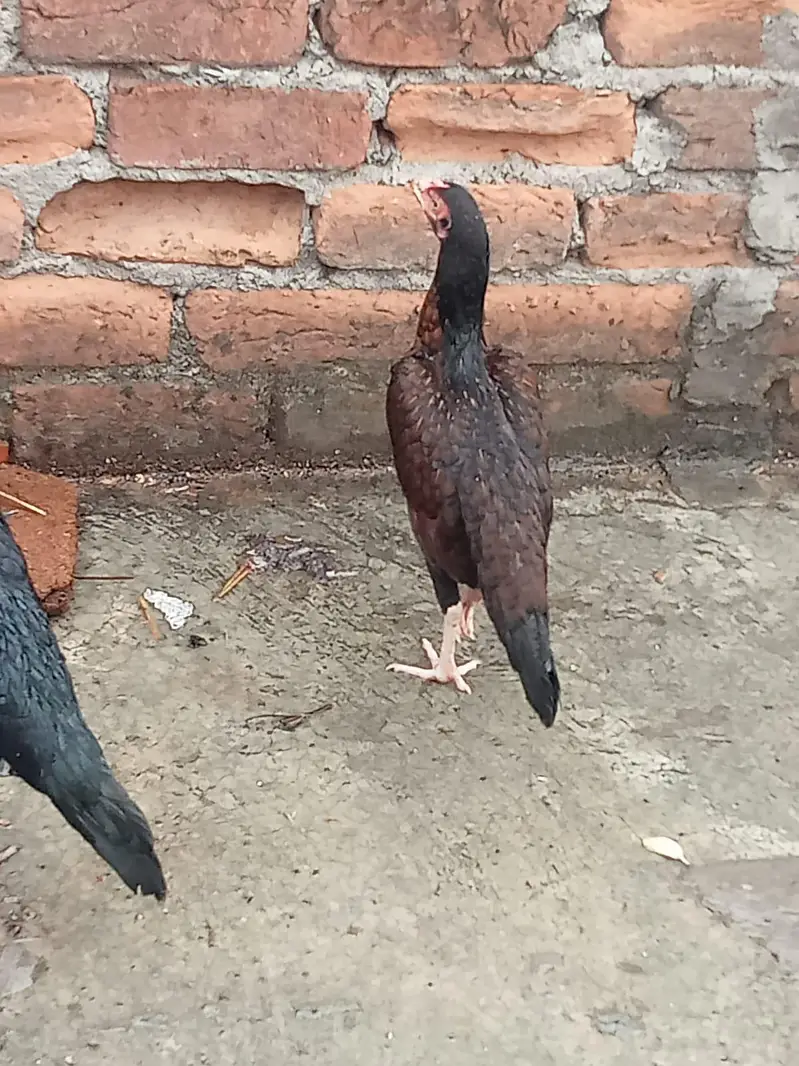 1 Aseel mianwali murga+1 Aseel mianwali murgi+2 Aseel shamo phatiyan. — photo 9
