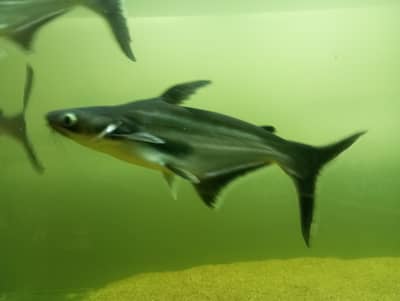 blue line shark for sale