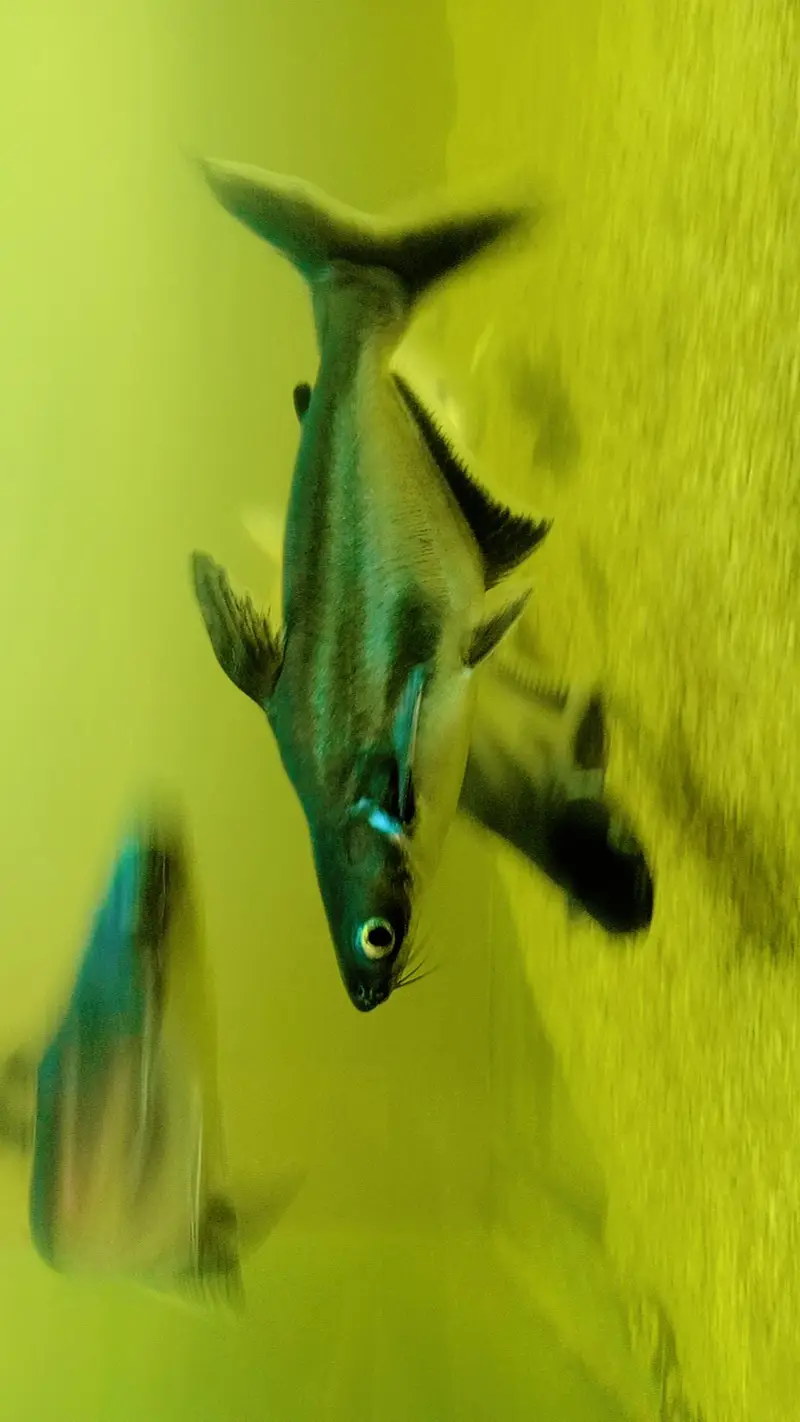 blue line shark for sale — photo 2