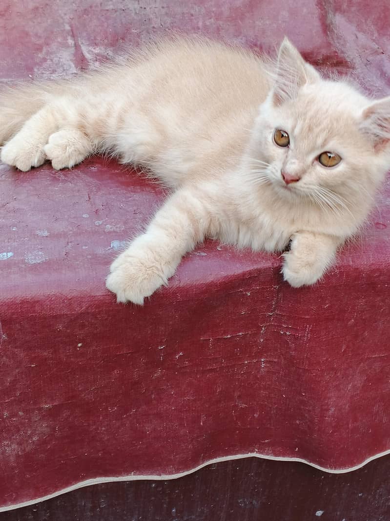 kitten 1