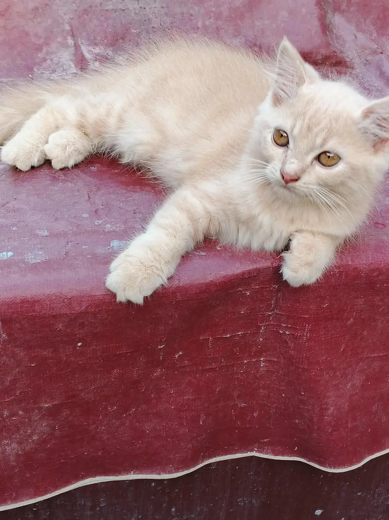 kitten — photo 2