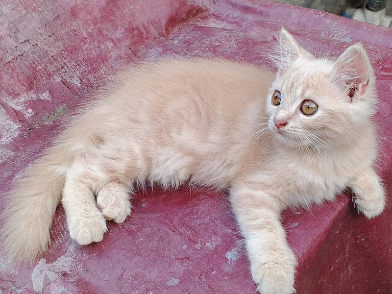 kitten 2