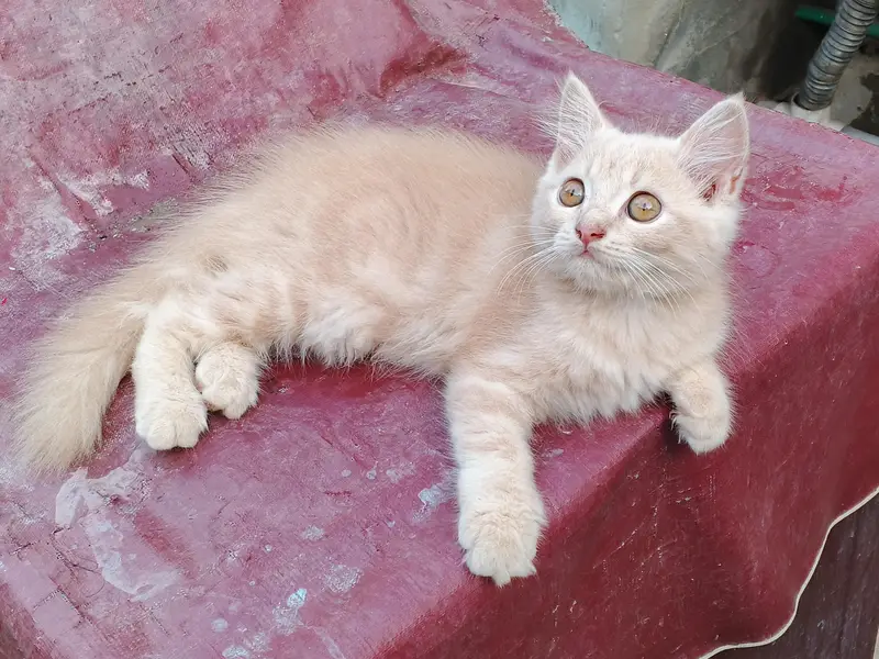 kitten — photo 4