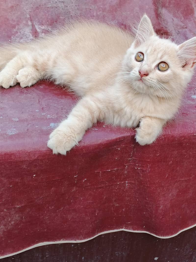 kitten 4