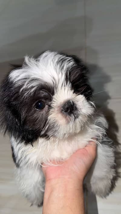 shihtzu puppy for sale