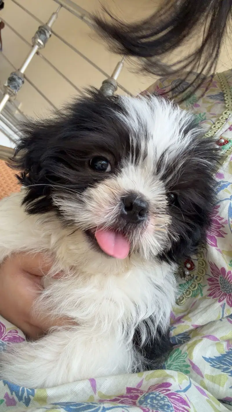 shihtzu puppy for sale — photo 2