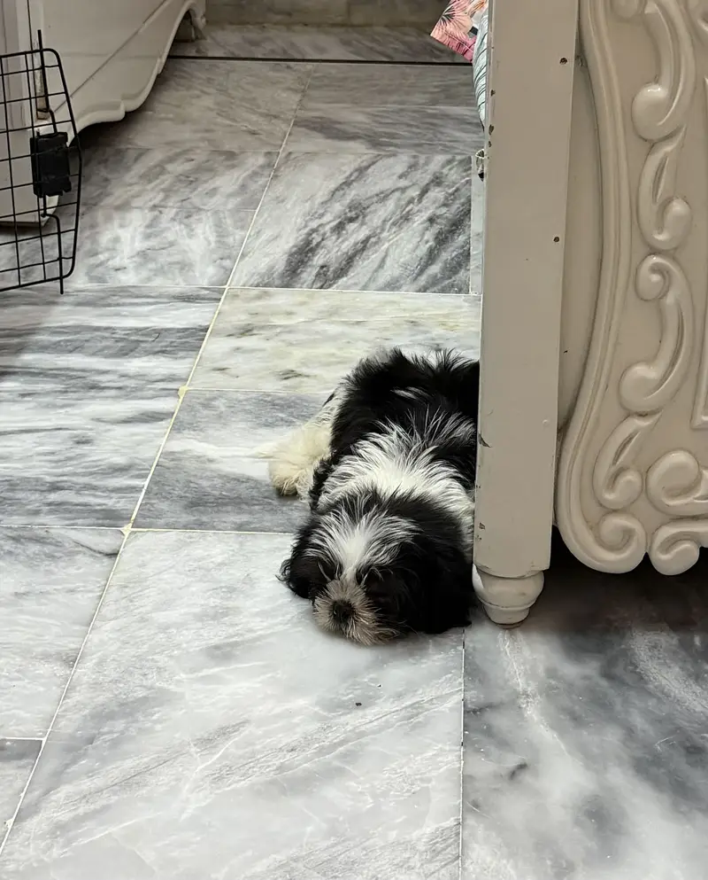 shihtzu puppy for sale — photo 3