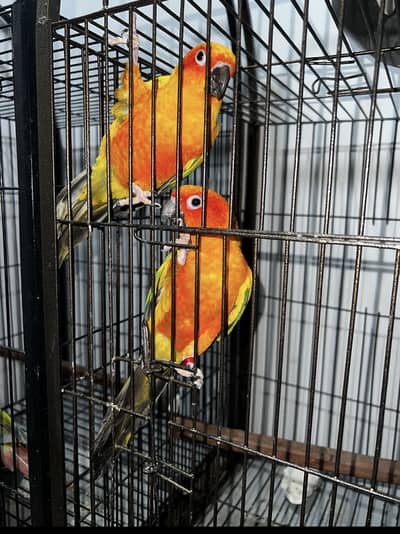 SUNCONURE | MALE | FEMALE | WITH DNA
