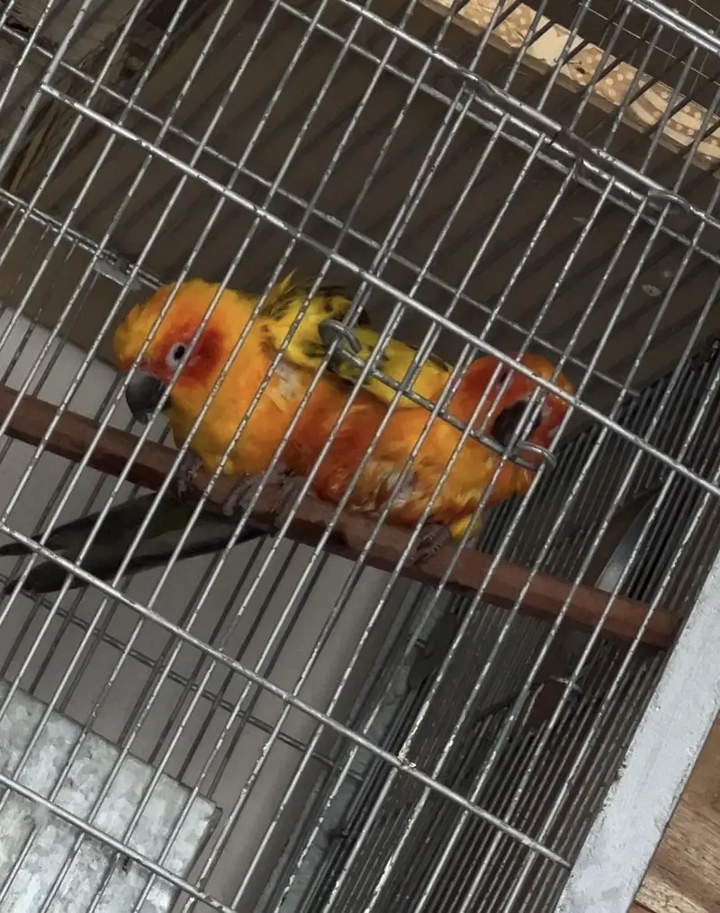 SUNCONURE | MALE | FEMALE | PAIR | WITH DNA — photo 2
