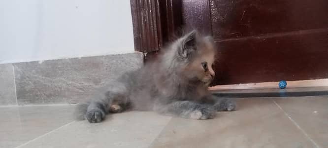 kitten
