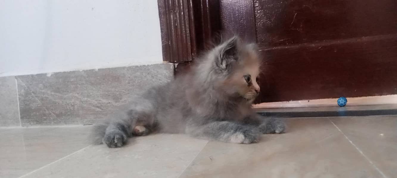 kitten 0