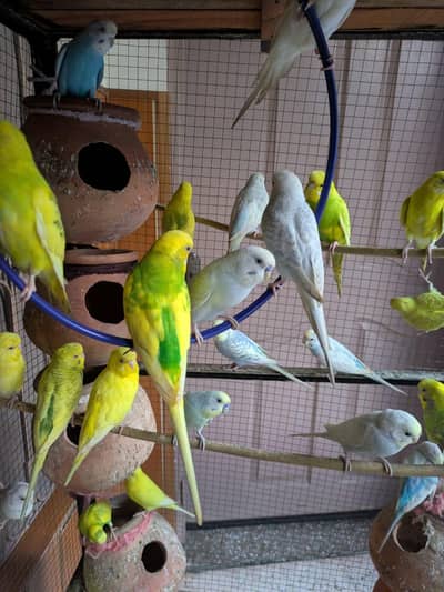 beautiful Australian parrots