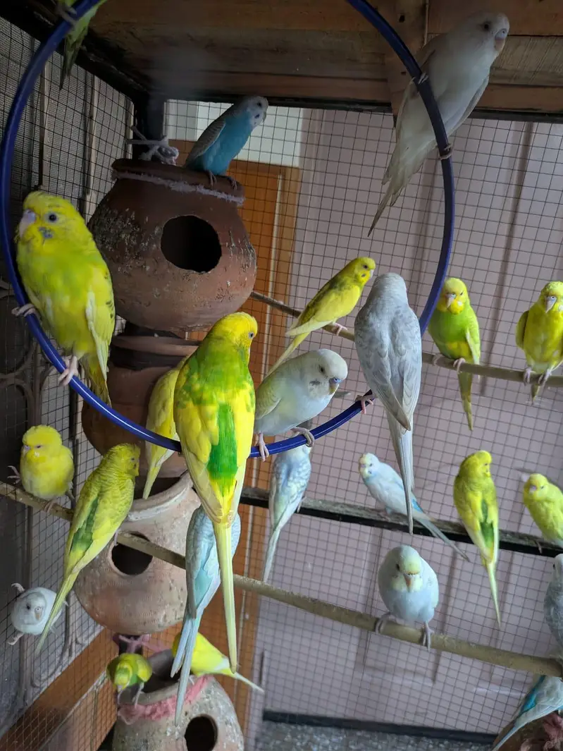 beautiful Australian parrots — photo 2