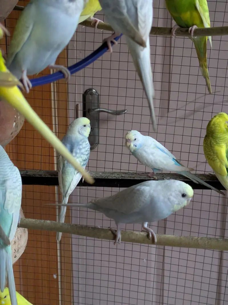 beautiful Australian parrots — photo 4