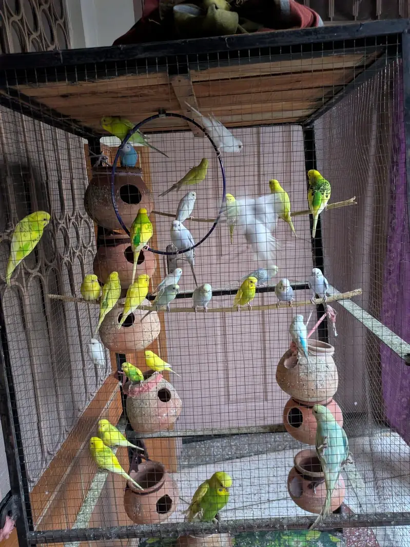 beautiful Australian parrots — photo 6