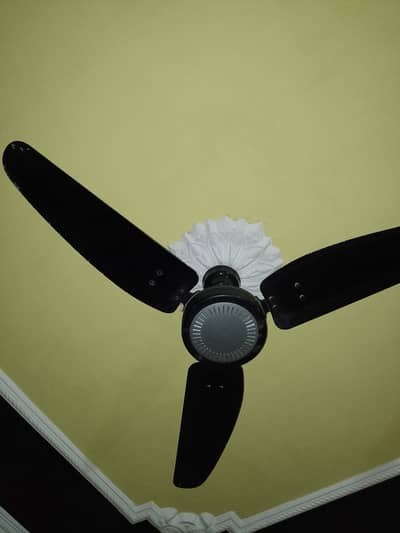 Royal Ceiling Fan
