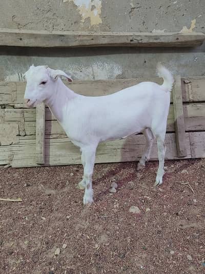 Zero size full gulabi teddy female age 4 months