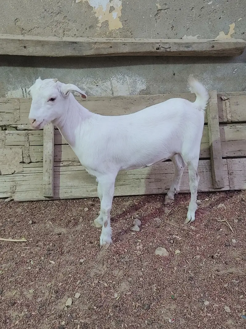 Zero size full gulabi teddy female age 4 months