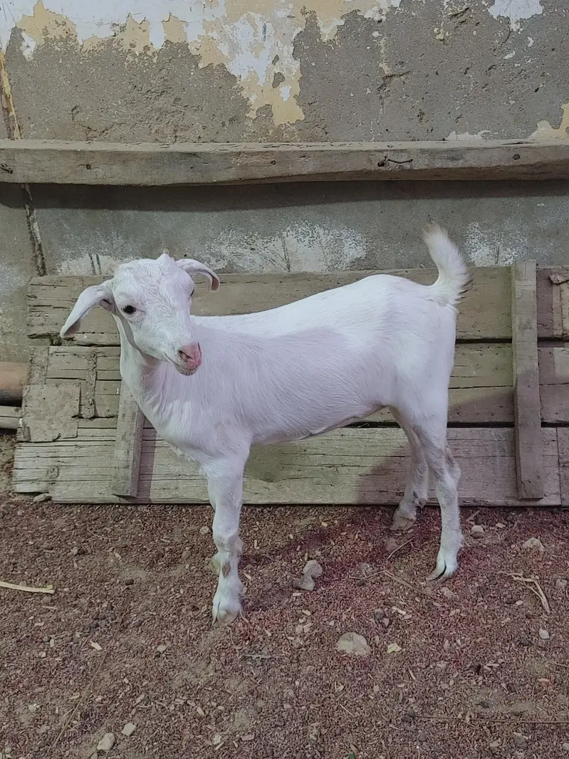 Zero size full gulabi teddy female age 4 months — photo 2