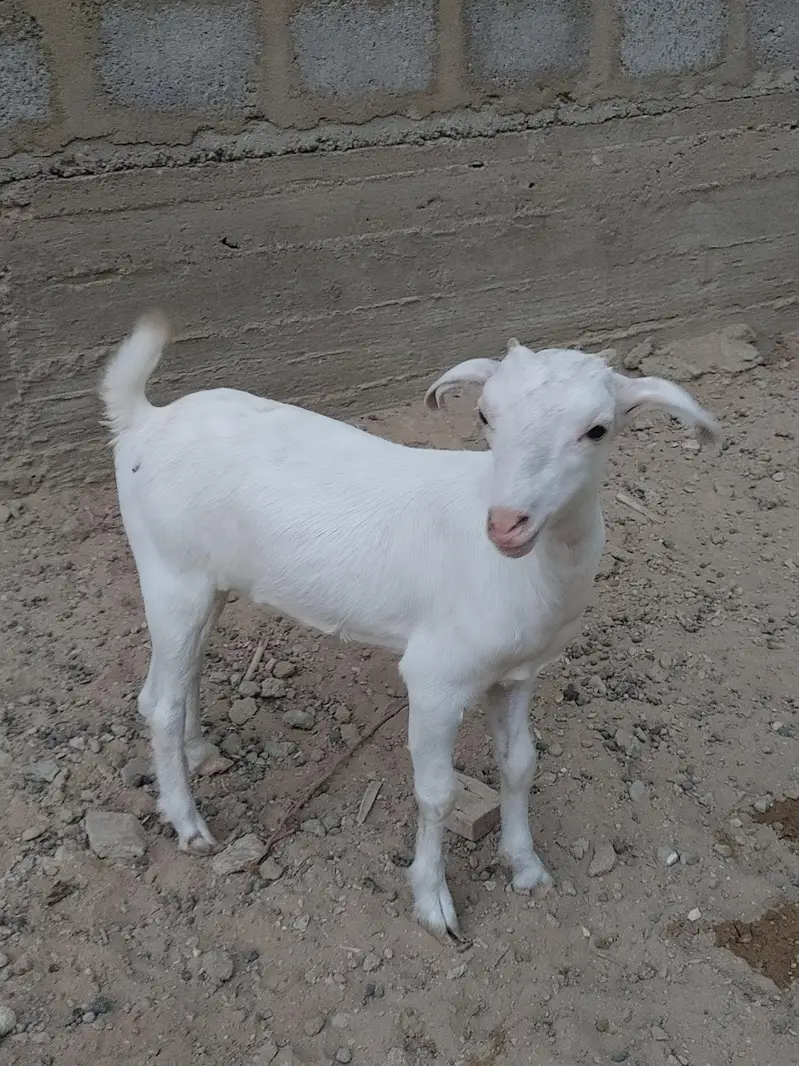 Zero size full gulabi teddy female age 4 months — photo 4