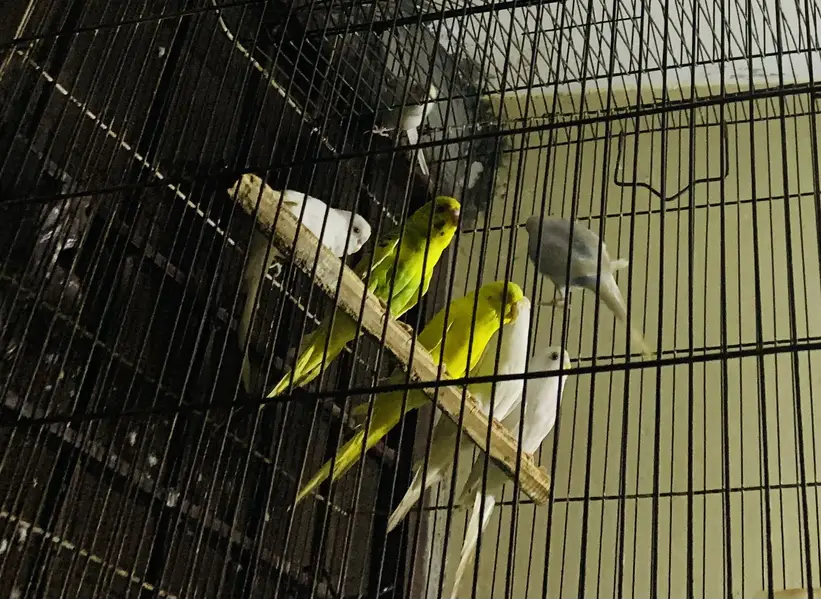 Australian Parrots