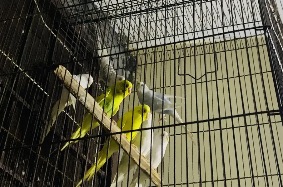 Australian Parrots — photo 2