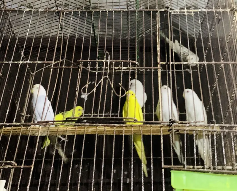 Australian Parrots — photo 3