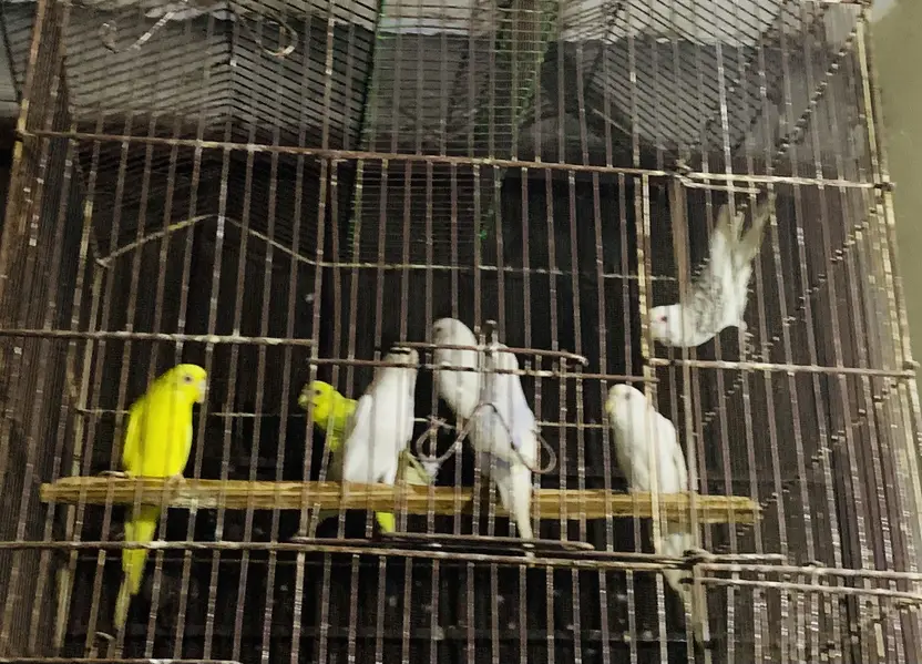 Australian Parrots — photo 4