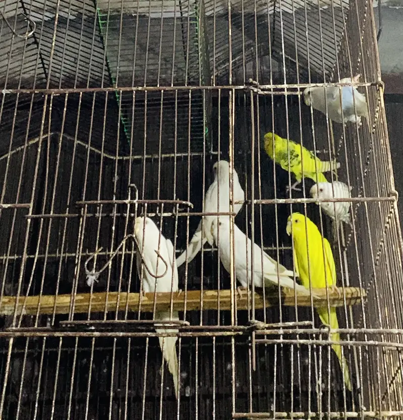 Australian Parrots — photo 5