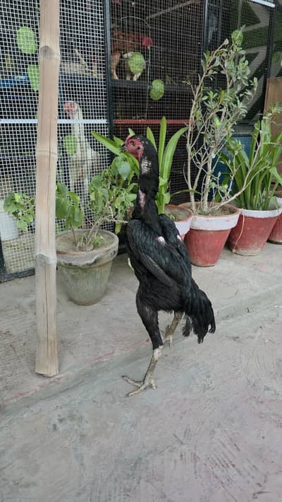 Jet Black O Shamo Female