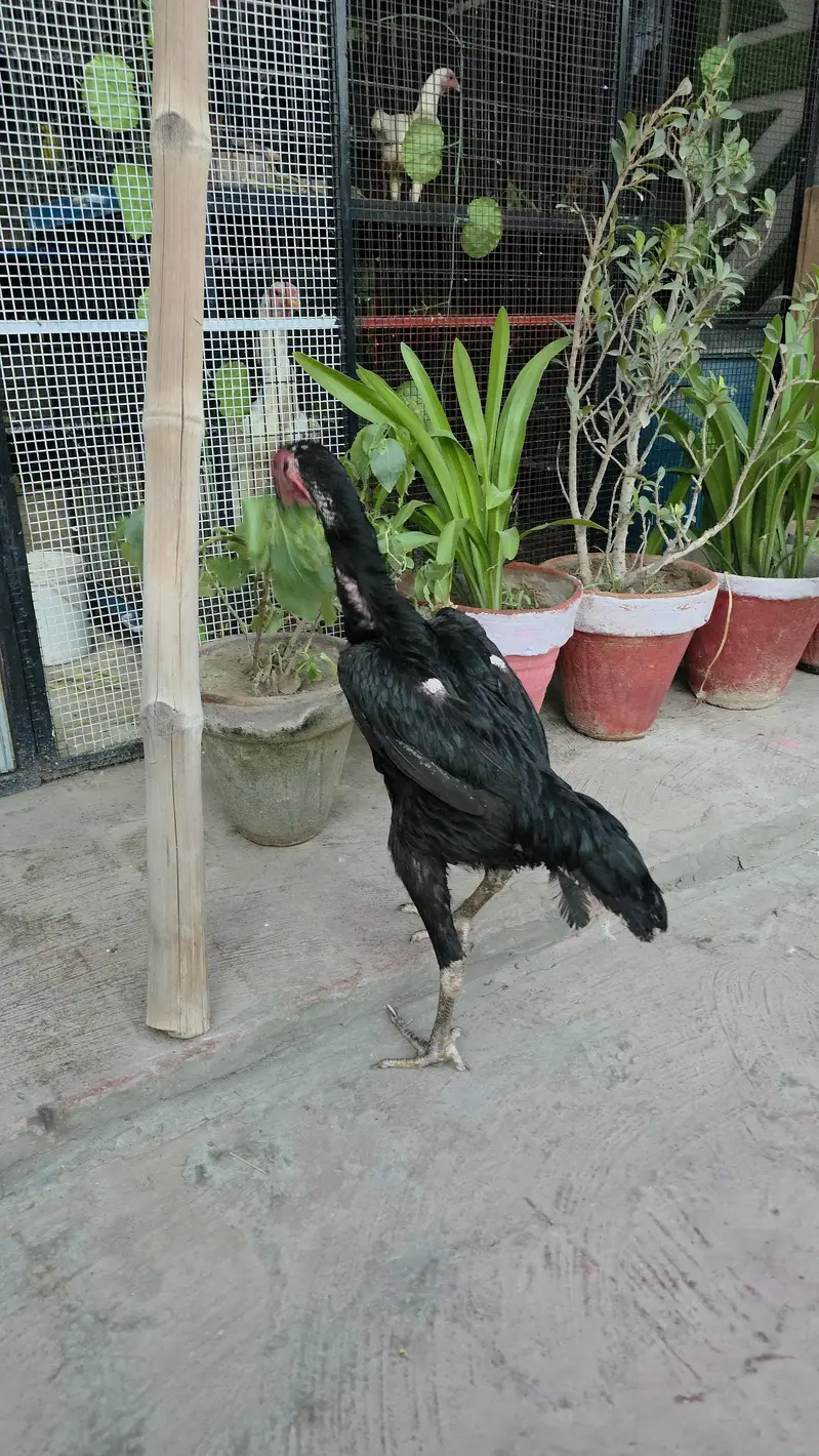 Jet Black O Shamo Female — photo 2