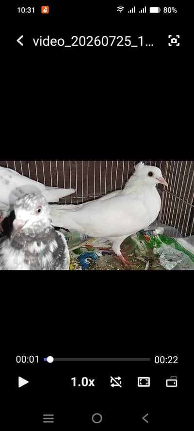 Kabootar for sale