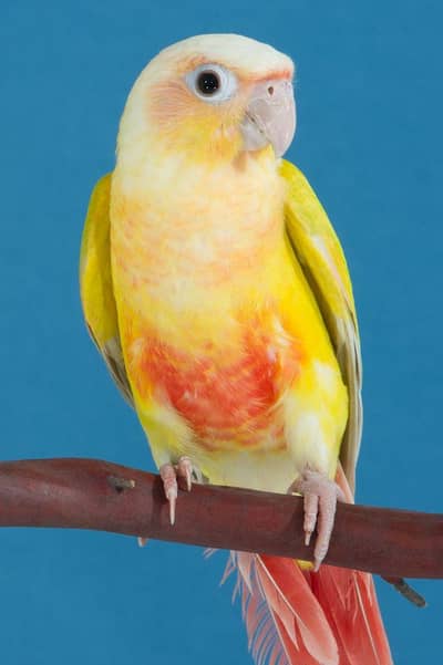pineapple conure female required