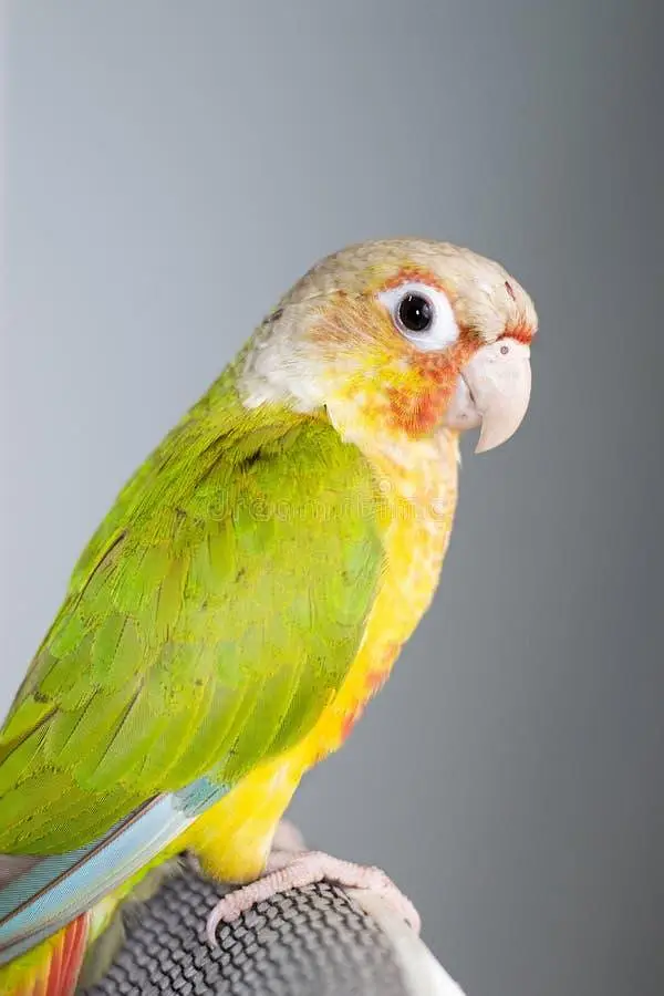 pineapple conure female required — photo 2