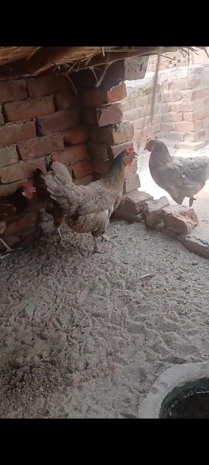 desi female — photo 2