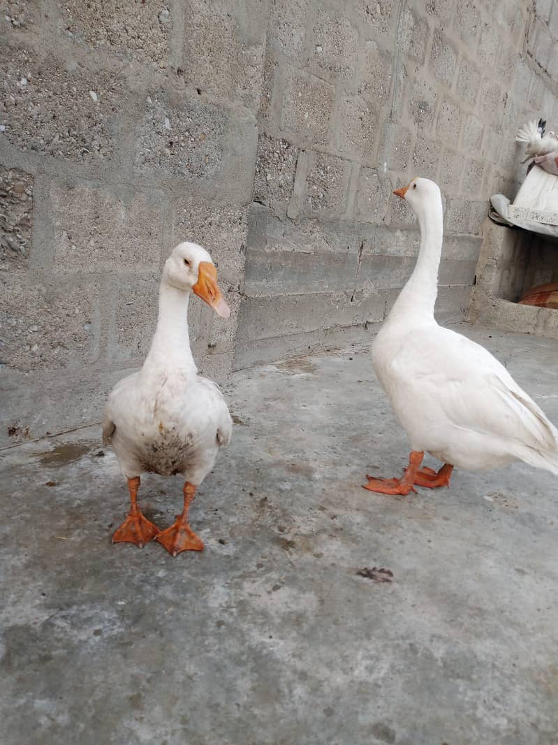 longneck pair 2