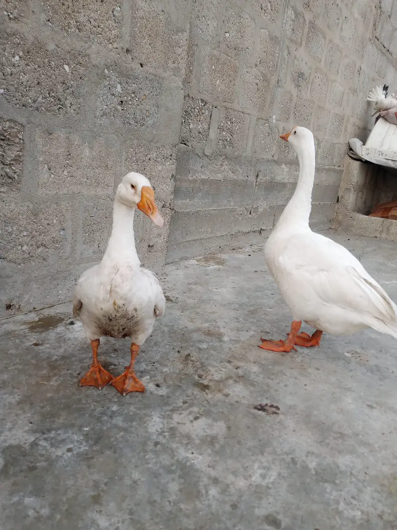 longneck pair — photo 3