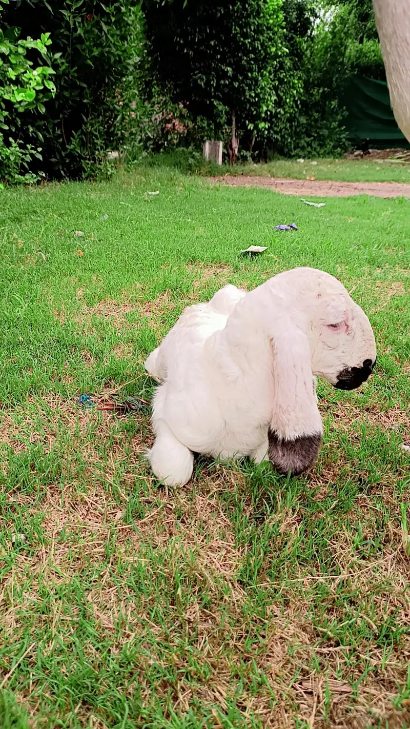 dumbi for sale — photo 4
