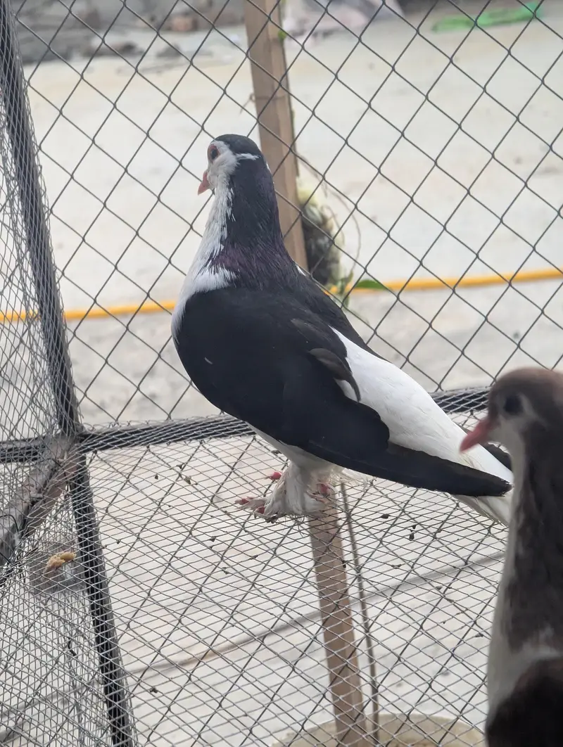 Lahore sherazi breeder pair — photo 3