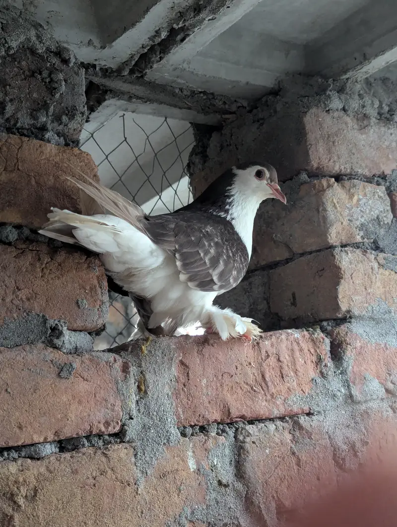 Lahore sherazi breeder pair — photo 5