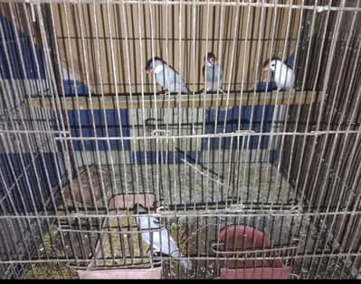 4 piece Java for sale