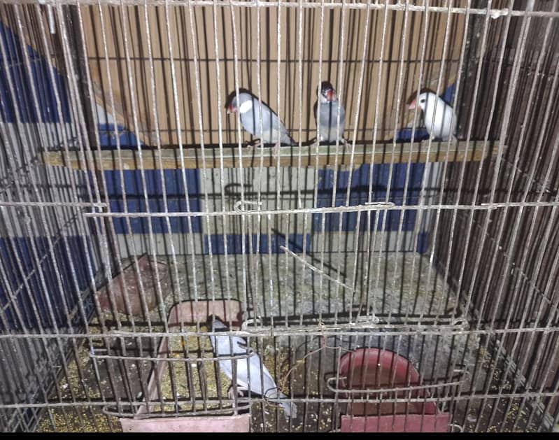 4 piece Java for sale without cage 0