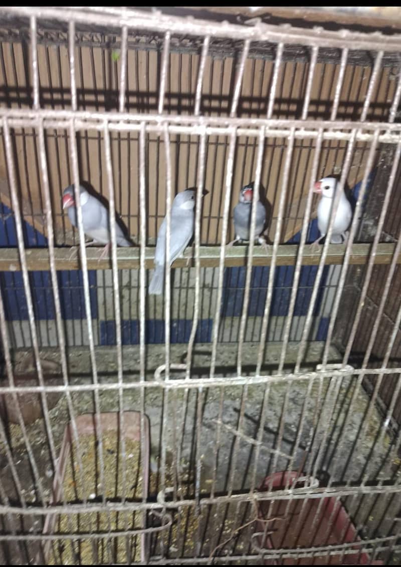 4 piece Java for sale without cage 1