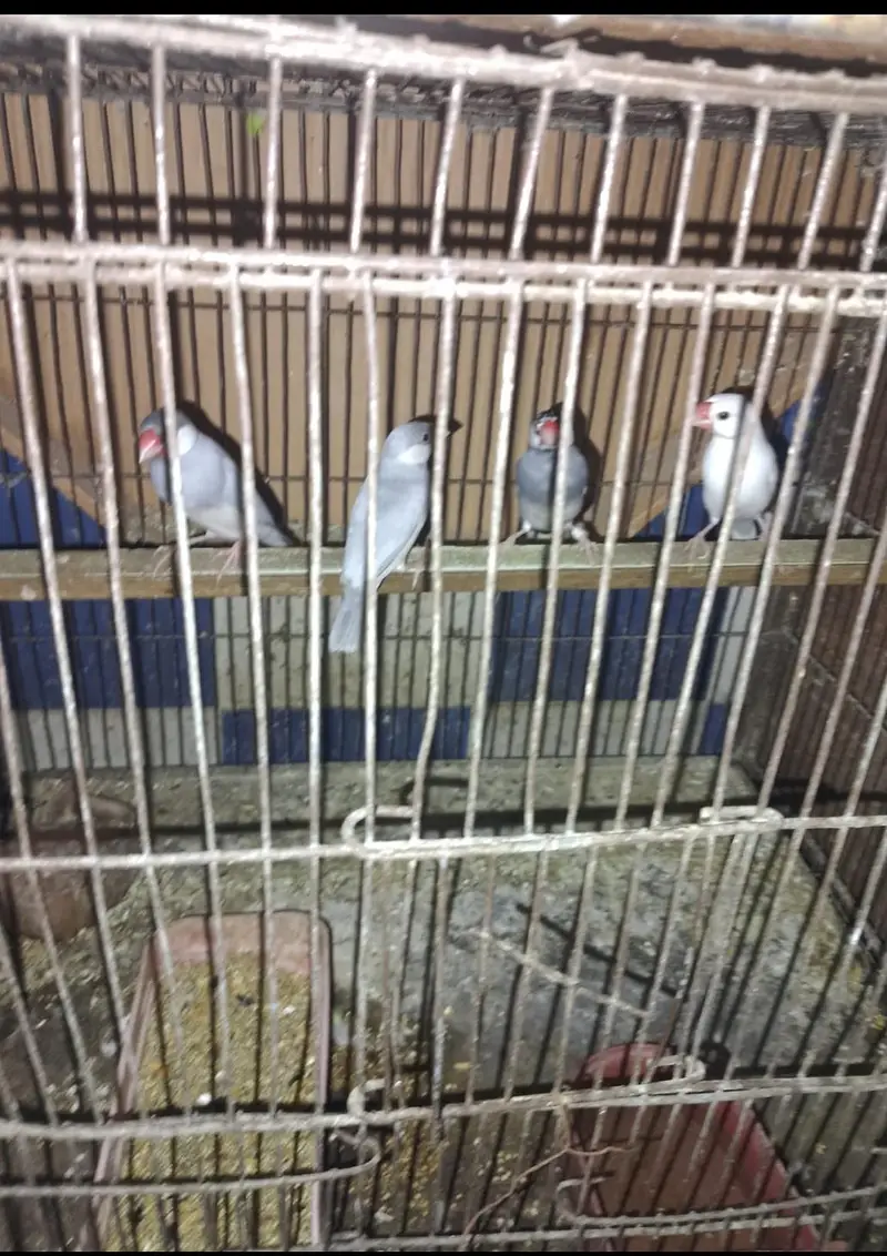 4 piece Java for sale without cage — photo 2