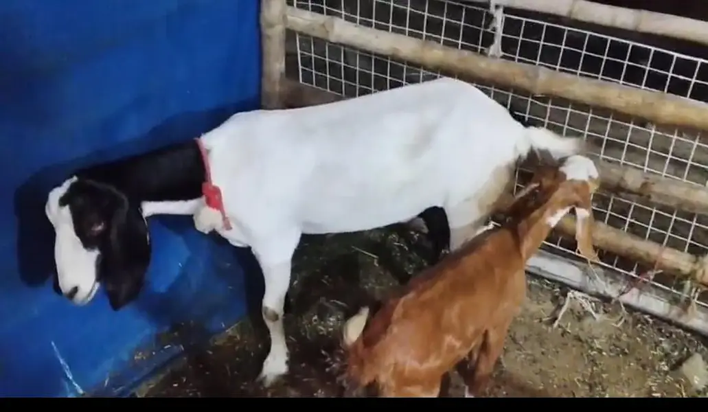 1 Bakri H Or Isi Ka 1 Bacha For Sale H Jaldi Contact Kro